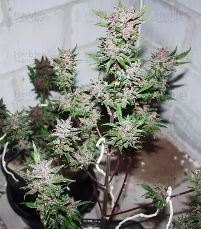 C4 Auto (Fast Buds) Cannabis-Samen