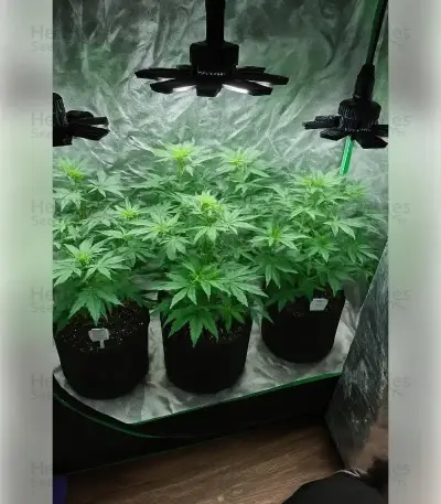 Fat Bastard (Blimburn Seeds)