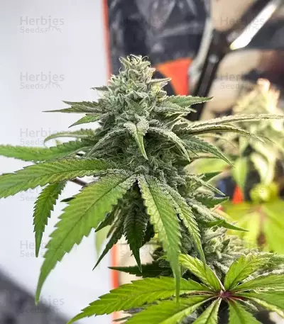 Florida Sunrise Autoflower feminisierte Samen (Seedkeepers)