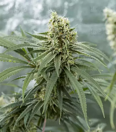Girl Scout Cookies feminisierte Samen (Garden of Green)