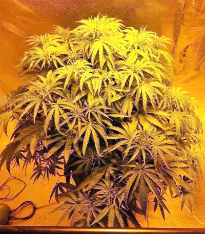 Z Gorilla (Original Sensible Seeds) Cannabis-Samen