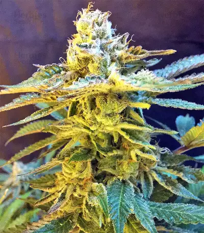 Grandaddy Black (Original Sensible Seeds) Cannabis-Samen