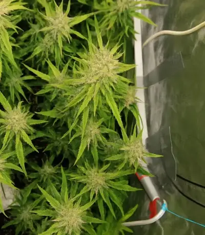 Mango Frost Auto (Fast Buds)