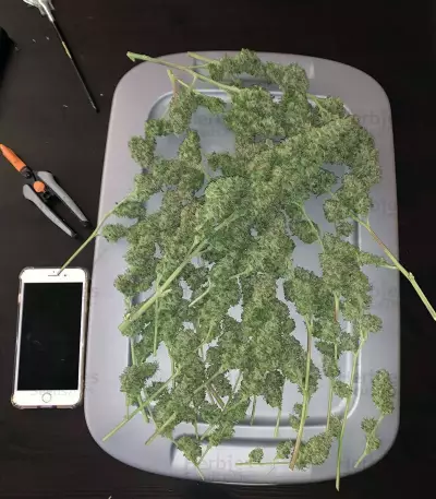 Monkey GG#4 Original Glue (Growers Choice) Cannabis-Samen