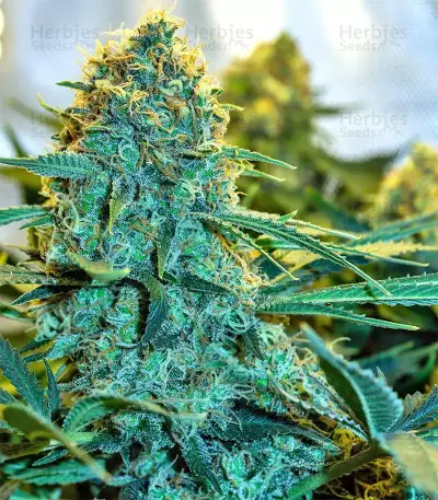 Mozzarella (G13 Labs) Cannabis-Samen