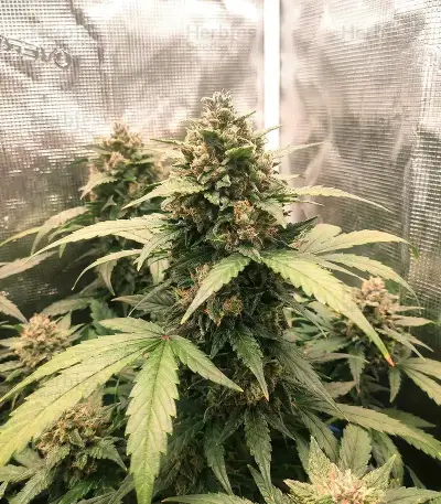 Northern Auto (BlimBurn Seeds) Cannabis-Samen