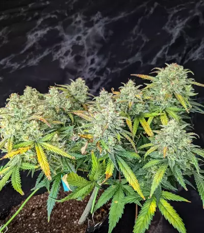 Original Auto Sour Diesel (Fast Buds) Cannabis-Samen