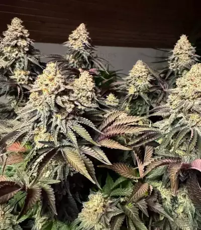 Runtz x Layer Cake feminisierte Samen (Barney's Farm)
