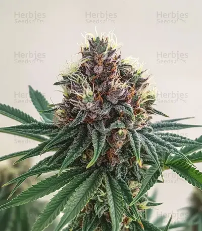 Soul Star (Dr. Underground) Cannabis-Samen