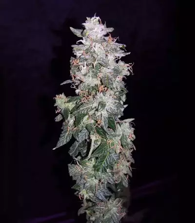 Sweet CBD Auto (Auto Seeds) Cannabis-Samen