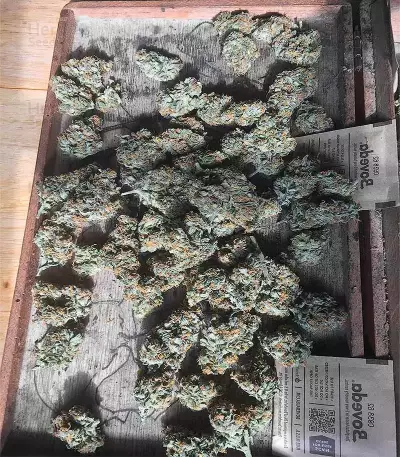 Trans Siberian Auto (Auto Seeds) Cannabis-Samen
