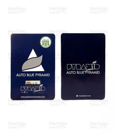 Auto Blue Pyramid strain seeds