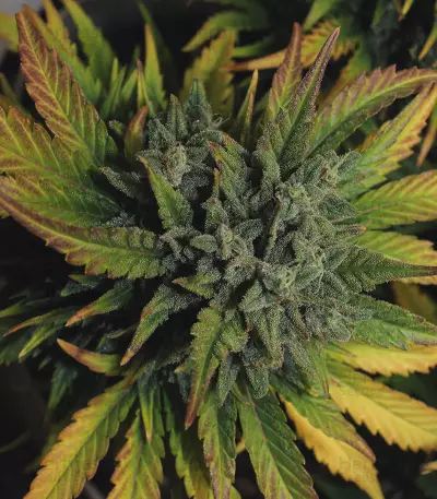 Original Auto AK (Fast Buds) Cannabis-Samen