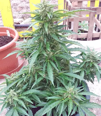 BCN Power Plant Autoflower (Seedstockers) Cannabis-Samen
