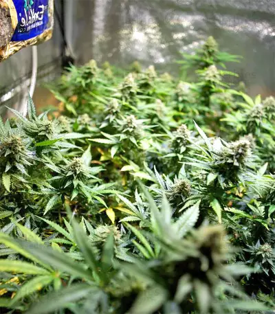 Black Destroyer (Original Sensible Seeds) Cannabis-Samen