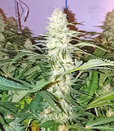 Boulder Bubblegum (Sagarmatha Seeds) Cannabis-Samen