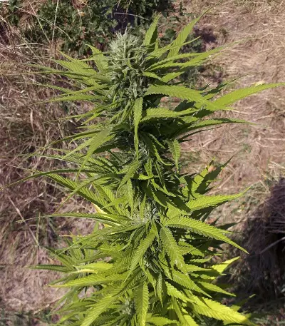CBD Caramel regular (Barney's Farm) Cannabis-Samen