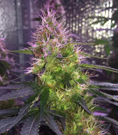 Chemdawg (Humboldt Seeds Organization) Cannabis-Samen