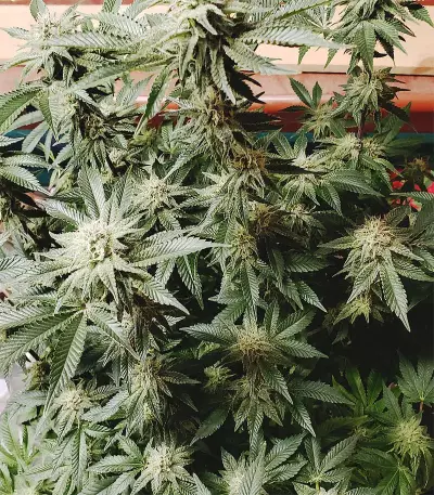Cinderella 99 (Growers Choice) Cannabis-Samen