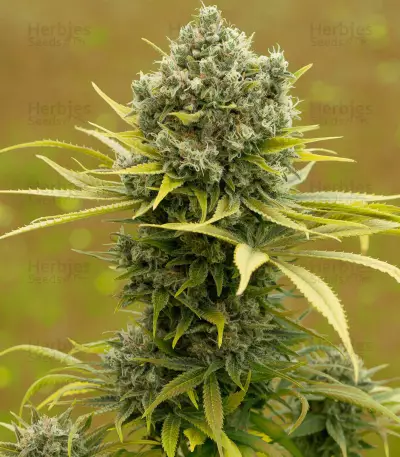 Dinamed CBD Plus (Dinafem Seeds) Cannabis-Samen