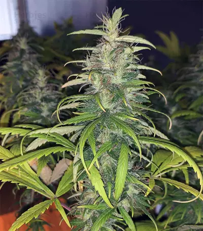 Dr. Grinspoon (Barney's Farm) Cannabis-Samen