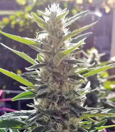 Durban Regular (CannaBioGen) Cannabis-Samen