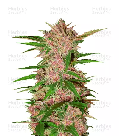Fastberry Auto (FastBuds) Cannabis-Samen