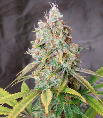 Golden Berry (DNA Genetics) Cannabis-Samen
