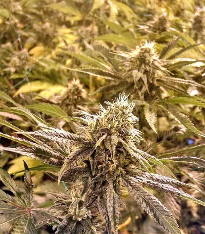 Gorilla Cookies (Big Head Seeds) Cannabis-Samen