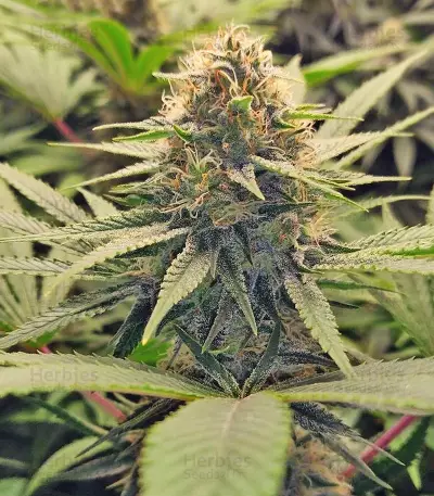 GG#4 Original Glue (BlimBurn Seeds) Cannabis-Samen