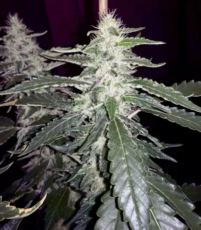 Green Crack (BlimBurn Seeds) Cannabis-Samen