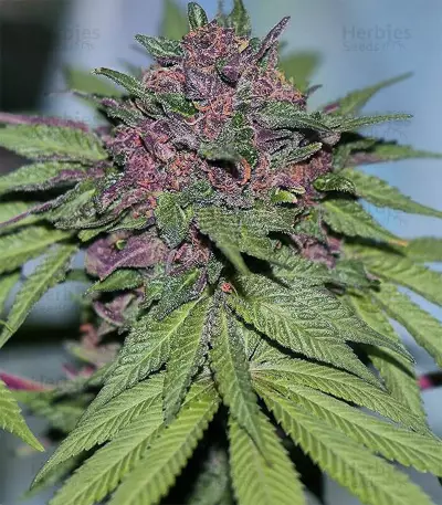 Grizzly Purple Kush (BlimBurn Seeds) Cannabis-Samen