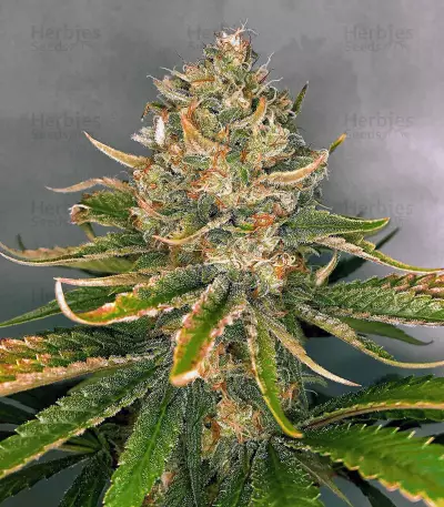 Hawaiian Snow x Wedding Cake x Gelato 33 (GHS) Cannabis-Samen