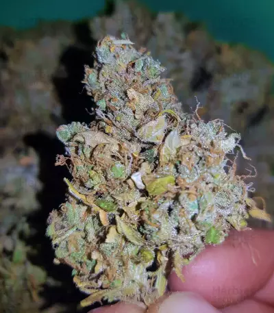 Head Stash Auto (Big Head Seeds) Cannabis-Samen