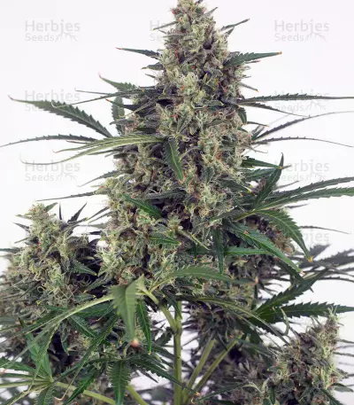 Head Stash Auto (Big Head Seeds) Cannabis-Samen