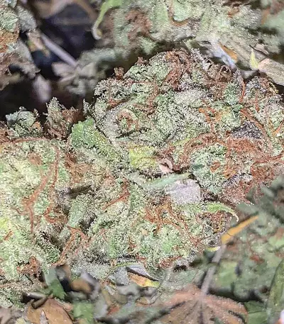 HulkBerry strain