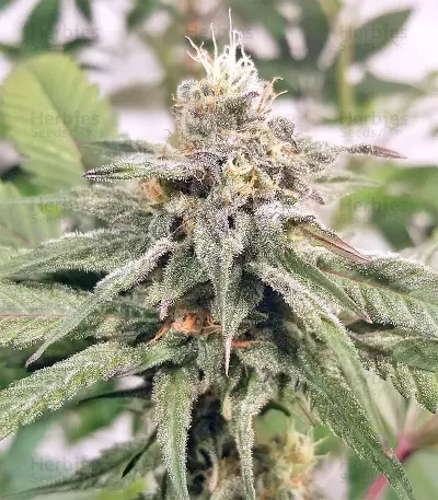 Kali China (Ace Seeds) Cannabis-Samen