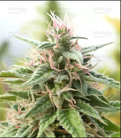 Malawi Breeders Pack regular (Ace Seeds) Cannabis-Samen