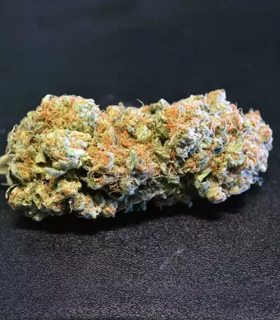 Mind Can'trol (Dr. Krippling Seeds) Cannabis-Samen