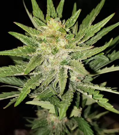 Monster Bruce Banner (Monster Genetics) Cannabis-Samen