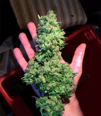 Outdoor Hurricane (Kera Seeds) Cannabis-Samen
