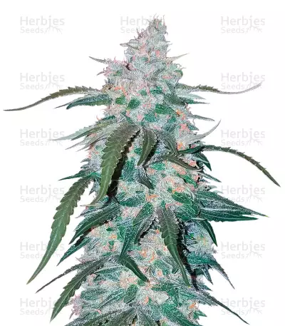 Pineapple (Seedstockers) Cannabis-Samen