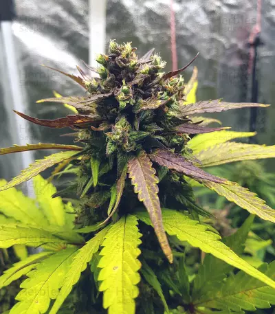 Purple Lemonade Auto feminisierte Samen (Fast Buds)