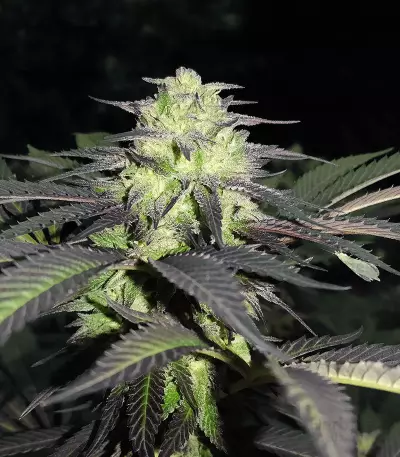 Sapphire Scout (Humboldt Seeds Organization) Cannabis-Samen