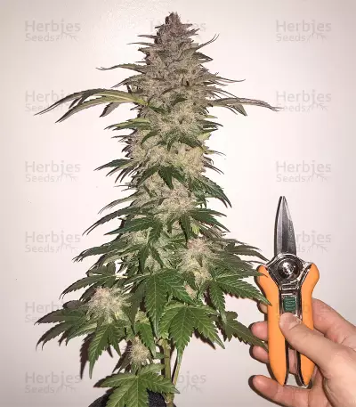 Speedy Chile Fast Flowering (RQS) Cannabis-Samen