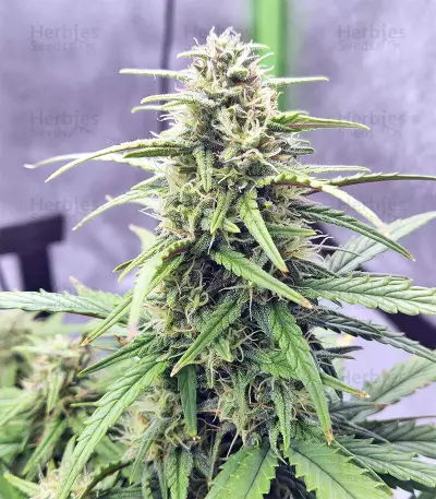Strawberry Gum (Advanced Seeds) Cannabis-Samen