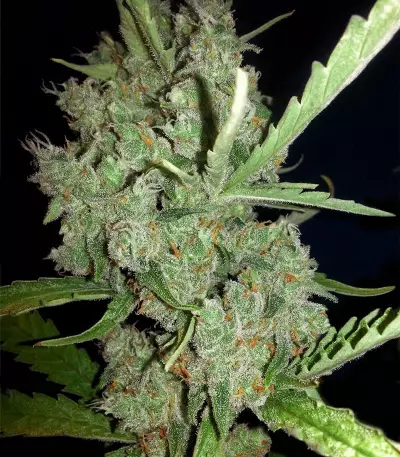Super Lemon Haze CBD (GHS) Cannabis-Samen