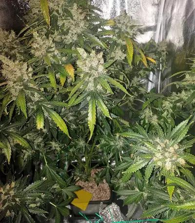 Super Skunk (Seedstockers) Cannabis-Samen