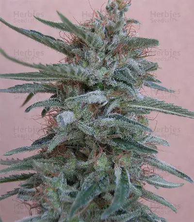 Tikal (Ace Seeds) Cannabis-Samen