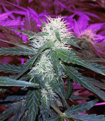 White Diesel Haze Automatic (White Label) Cannabis-Samen